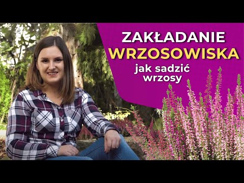 Zakładanie wrzosowiska - jak sadzić wrzosy?