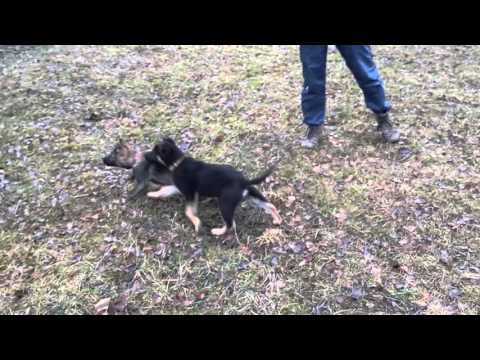 Puppies - Working line Extreme Orex Aykmar