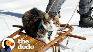 Dog Pulls Cat Around In Sled...And The Cat LOVES It | The Dodo Cat Crazy by The Dodo