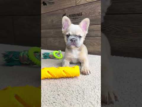 Video 1