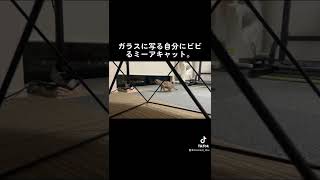自分に驚くミーアキャット。미어캣(meerkat)#shorts