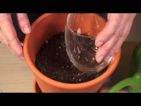 Basilikum säen, pflanzen und ernten