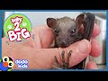 All This Baby Bat Wants To Do Is Fly Animal Videos For Kids Dodo Kids Baby To Big
