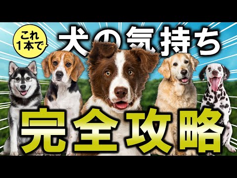 犬の免許 – 犬の飼い主が知っておくべきことすべて