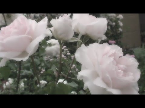 "Mátame como mataste a mi madre"