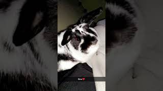 Polish rabbit Rabbits Videos