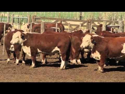 www.infolink.tv - HEREFORD - MÁS DE 150 AÑOS PRODUCIENDO CARNE.