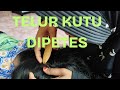 TELUR KUTU DIPITES