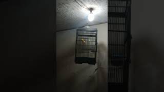 Download lagu kenari water slinger #birds #kenari #kicaumania #shorts mp3