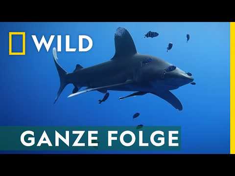 Video Thumbnail: Haiangriffe am Roten Meer - Ganze Dokumentation | National Geographic WILD