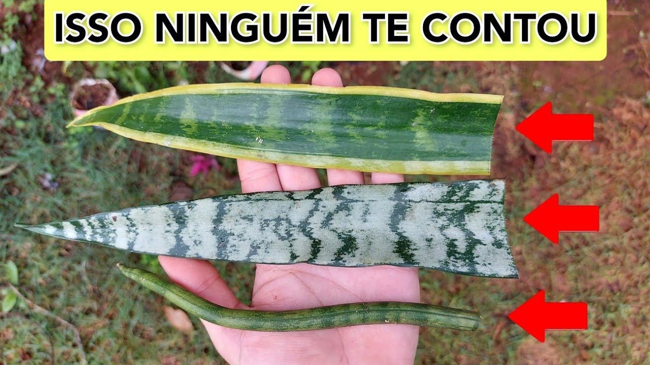POUCAS pessoas CONHECEM esse SEGREDO com as SANSEVIERIAS | TUDO REVELADO AGORA
