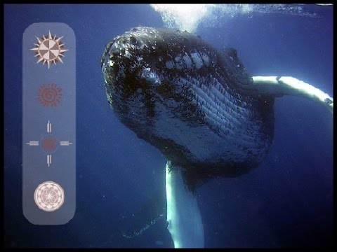 Whale Animal Totem Sound Healing Meditation