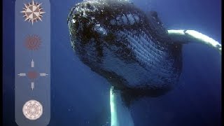Whale Animal Totem Sound Healing Meditation