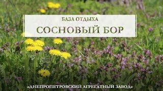 Сосновый бор базы отдыха на пирсе