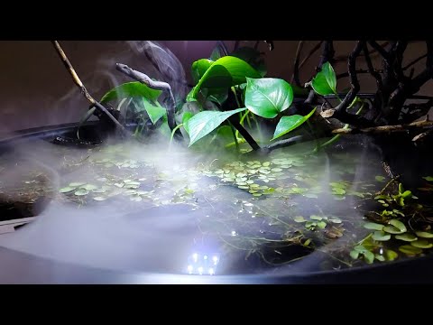 I made a MINI INDOOR GOLDFISH POND