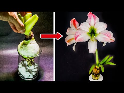 Growing Amaryllis In Water Time Lapse (Bulb To Flower)
