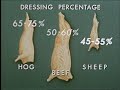 Sheep 1954
