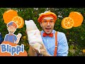 Blippi Visits An Orange Farm Learning Fruits Healthy Eating Educational Videos For Kids