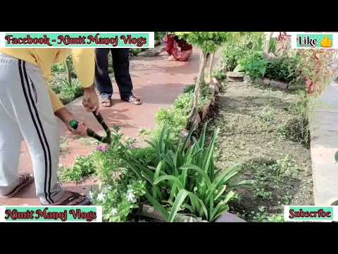 Kitchen garden maintenance #plants,flower etc #subscribe #minivlog #nimit #ramnagar #uttarakhand