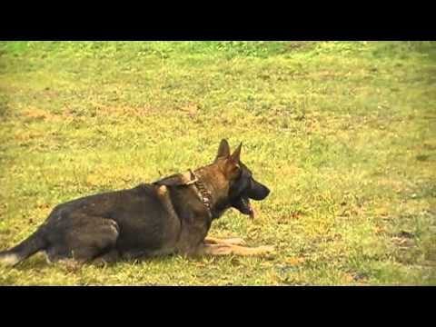 Gerry vom Weisseritztal, helper: Marek Černý