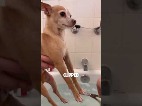 CUTTING DOGS NAILS AS BOND VILLAIN