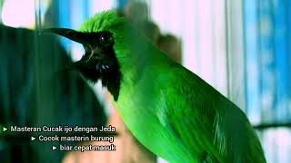Download lagu Masteran cucak ijo dengan jeda gampang masuk Chloropseidae mp3