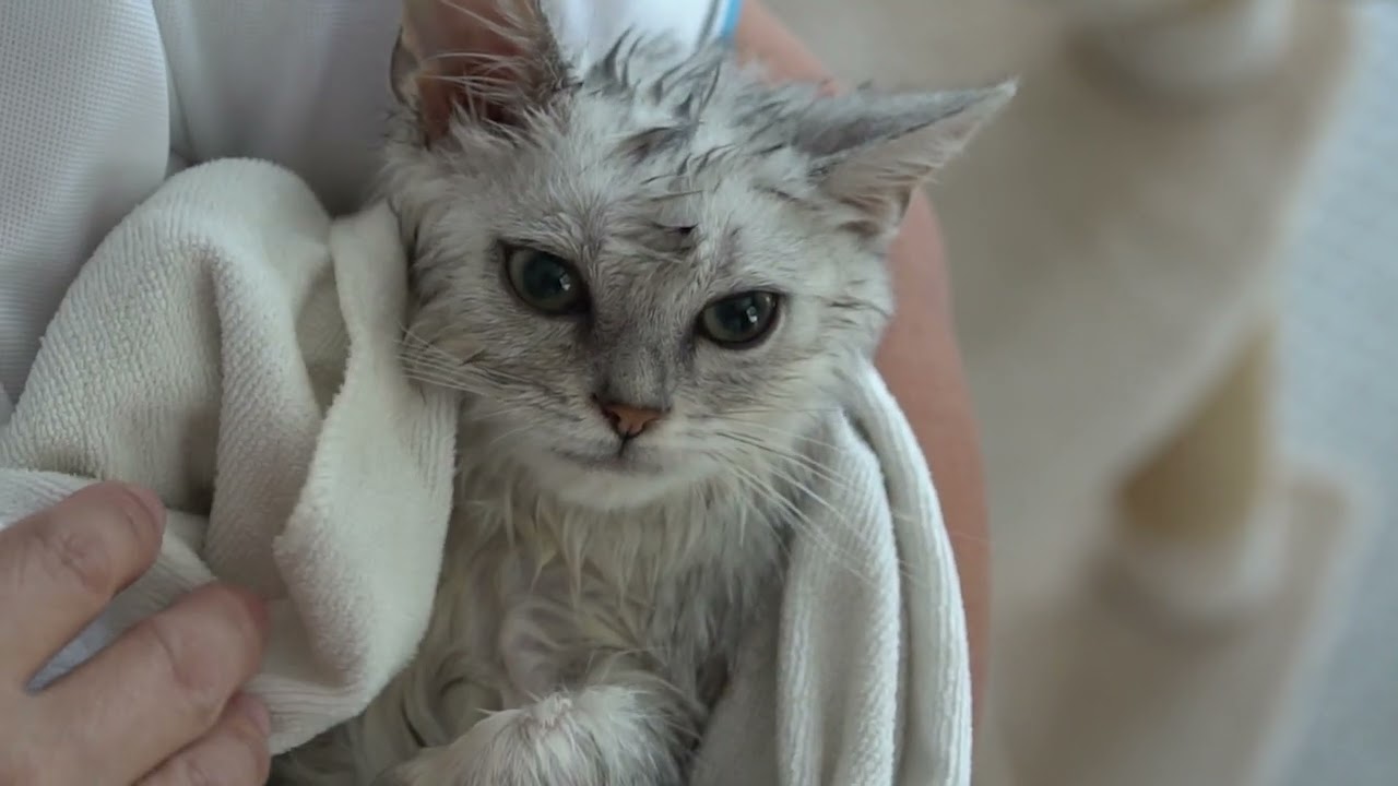 Higiene de Perros y Gatos   ( Mascotizate Latam.tv)