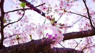 大貫妙子  春の手紙