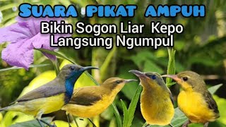 Download lagu Suara Pikat Sogon Kombinasi Anakan Sogon Memanggil Indukan Paling Jernih mp3