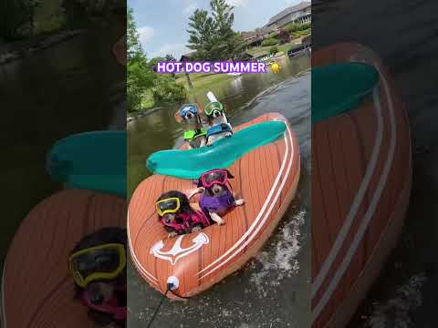 Track ID: LUNAX feat. MEELA - Blaues Eis 🧊credits: @mylesandwillos #dog #viral #funny #summer