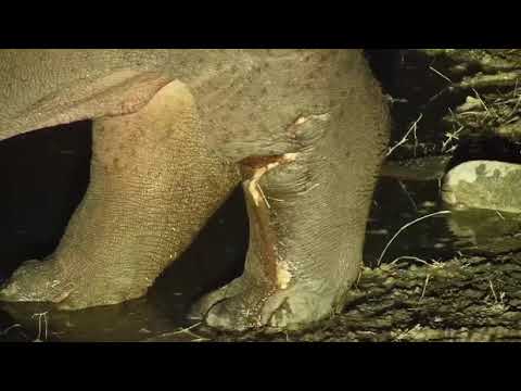 Djuma: Hippo with injured leg arrives for the night - 07/16/19