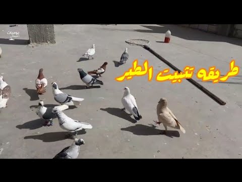 , title : 'طريقه تقعيد او تثبيت الطير على سطحك بدون ما يهرب'