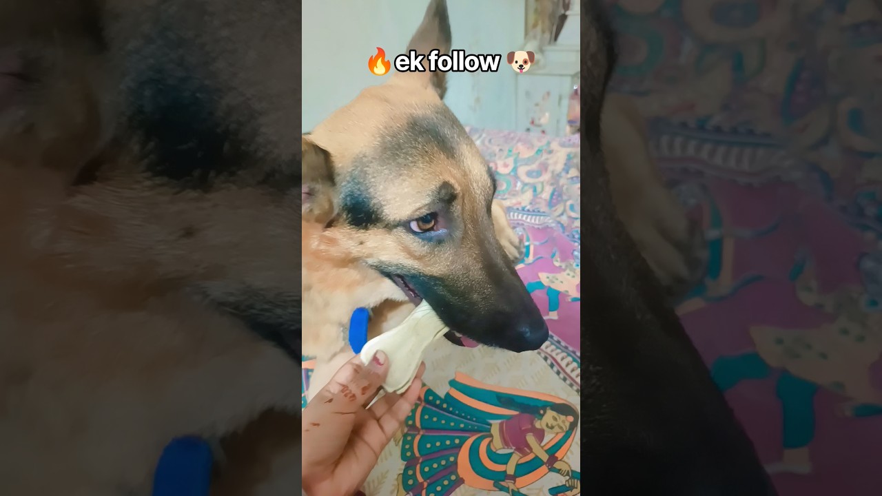 please follow me channel #shorts #video #trendingshorts @OfficialrakhiKumari-q7w
