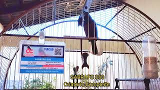 GALADOR SARRAFO 060 