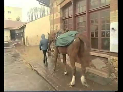 Cheval & Poney : Mon Centre Equestre Manager PC