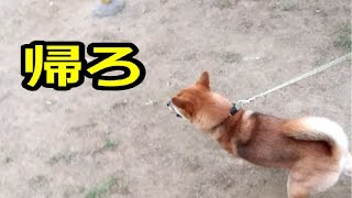 犬(大豆)とすべり台