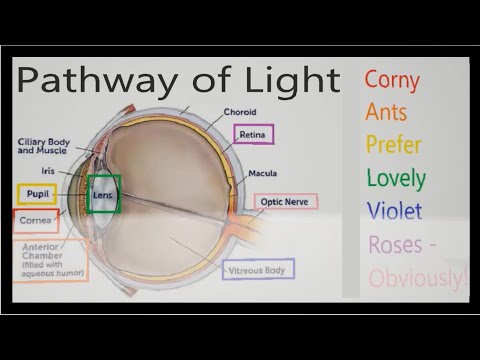 Eye Structure and Pathway of Light (Mnemonic)