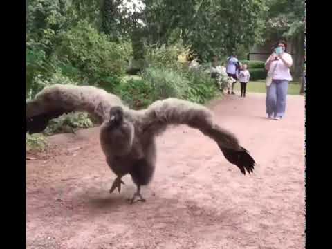 Luring a condor with a popsicle