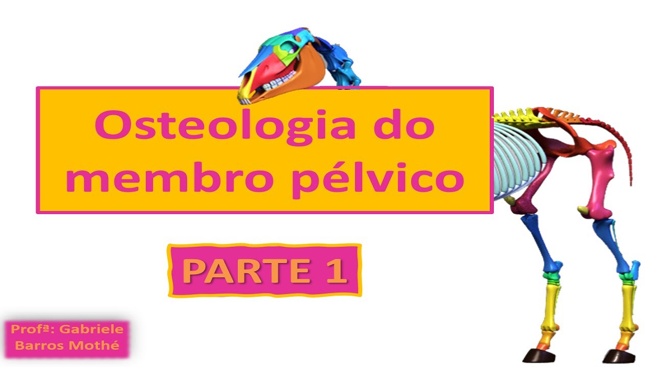 OSTEOLOGIA DO MEMBRO PÉLVICO - parte 1 (anatomia veterinária)