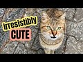 Hungry Beautiful Peachy Tabby Cat Is Meowing For Food And Attention