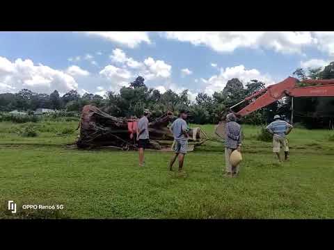 Cây cảnh cổ thụ sân vườn