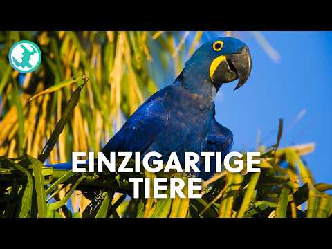 2+ Stunden Einschlafen mit den faszinierendsten Tieren der Erde