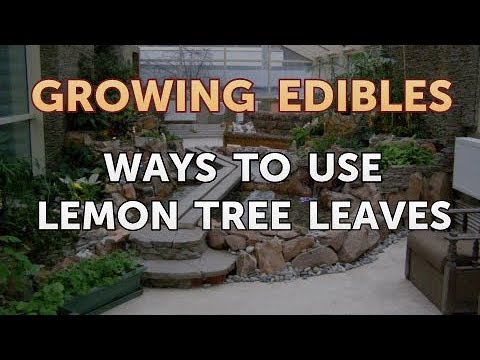 How to Grow Mangosteen From Seed