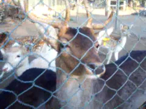 Intentando acariciar...un ciervo?