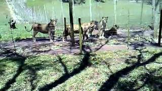 preview picture of video 'At the Lion Park near Port Elizabeth, South Africa'