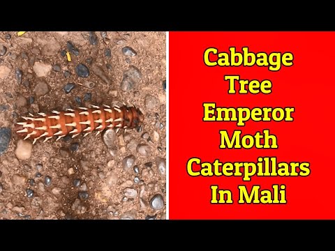 Cabbage Tree Emperor Moth Caterpillars in Mali
