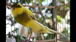 Download lagu Suara Burung Kenari Yorkshire Gacor Kicau Panjang mp3 Download lagu Suara Burung Kenari Yorkshire Gacor Kicau Panjang mp3