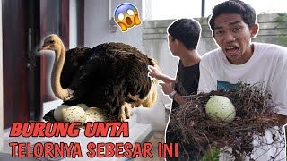 Download lagu OH MY GOD, A LARGE OSTRICH NESTED AND LAYED EGGS IN SAPUTRA'S HOUSE?😱 | Mikael TubeHD mp3 Download lagu OH MY GOD, A LARGE OSTRICH NESTED AND LAYED EGGS IN SAPUTRA'S HOUSE?😱 | Mikael TubeHD mp3