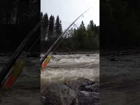 Salmon fishing / Fantastic river #fish #salmonfishing #foryou #fyp #fiske #elvefiske #foxnfishing