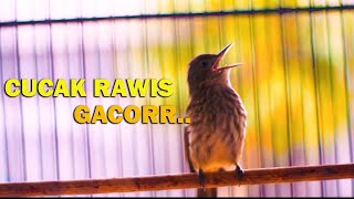 Download lagu CUCAK RAWIS GACOR COCOK BUAT MASTERAN DAN PANCINGAN mp3